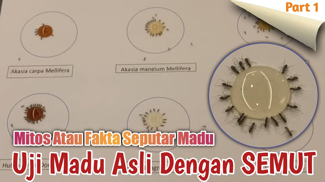 Mengamati tekstur madu asli yang kental dan tidak mudah meresap pada pori-pori tisu adalah Cara Cek Madu secara fisik